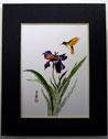 picture of hummingbirds and iris