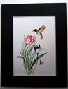 picture of hummingbird and tulips
